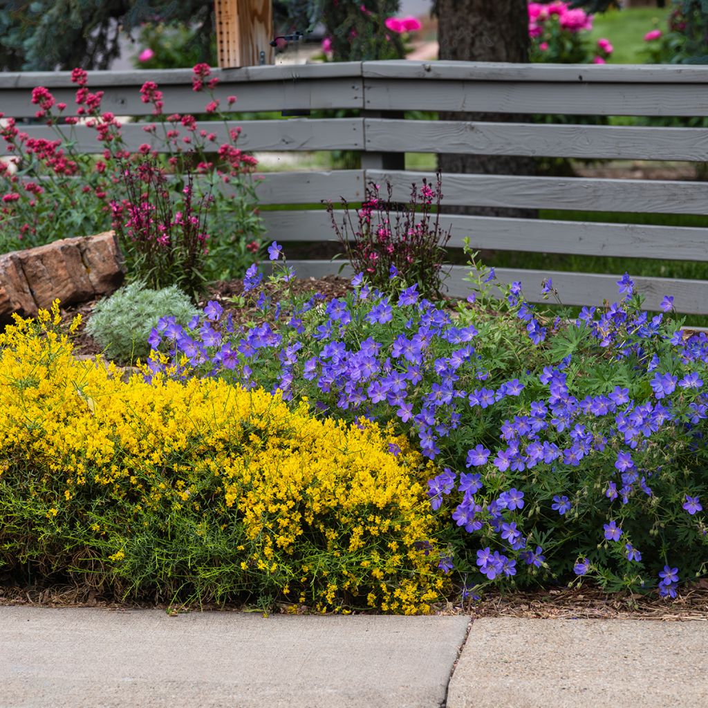 Genista lydia - Ginestra