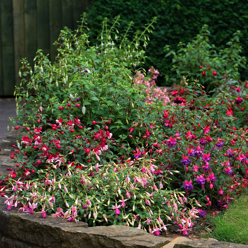 Fuchsia Tom Thumb - Fucsia