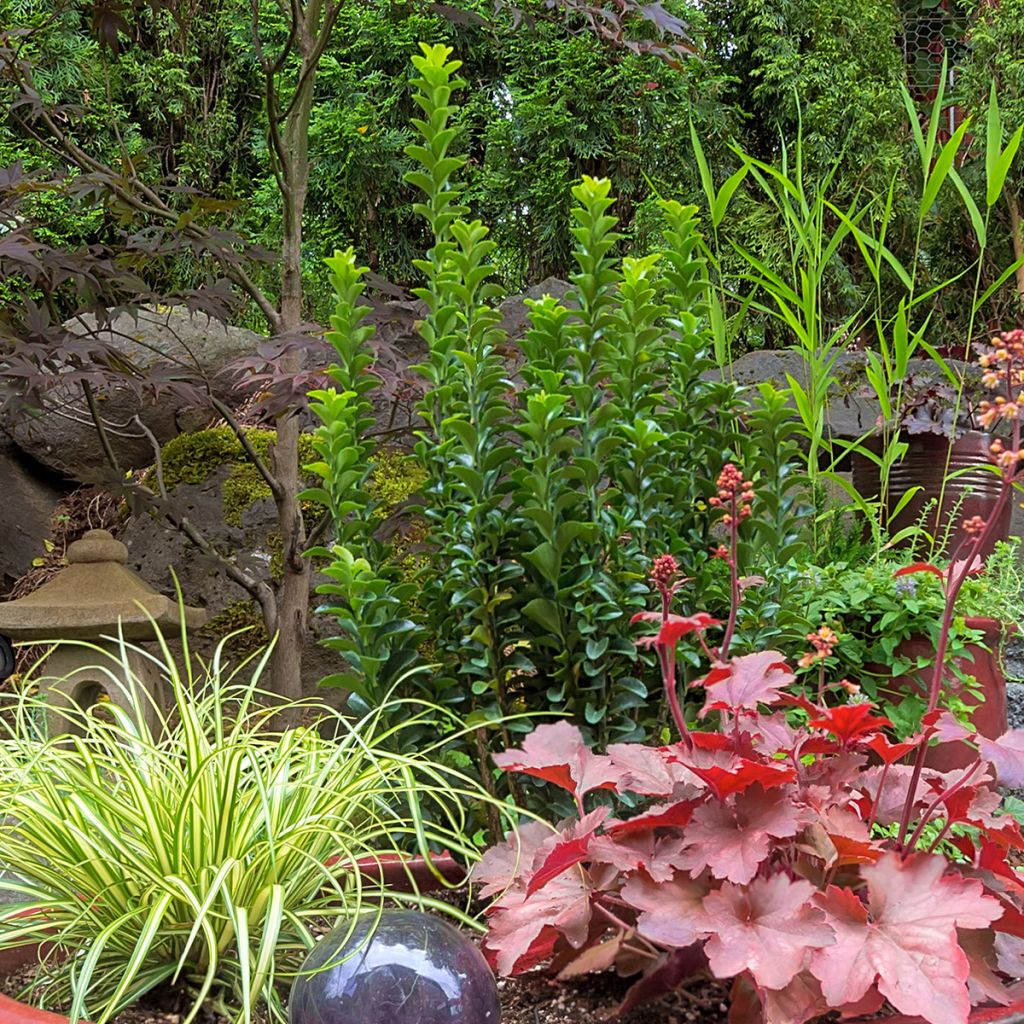 Fusaria giapponese Green Spire