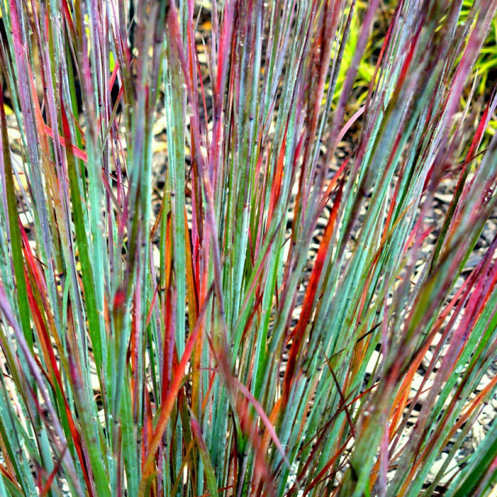 Schizachyrium scoparium Colorado