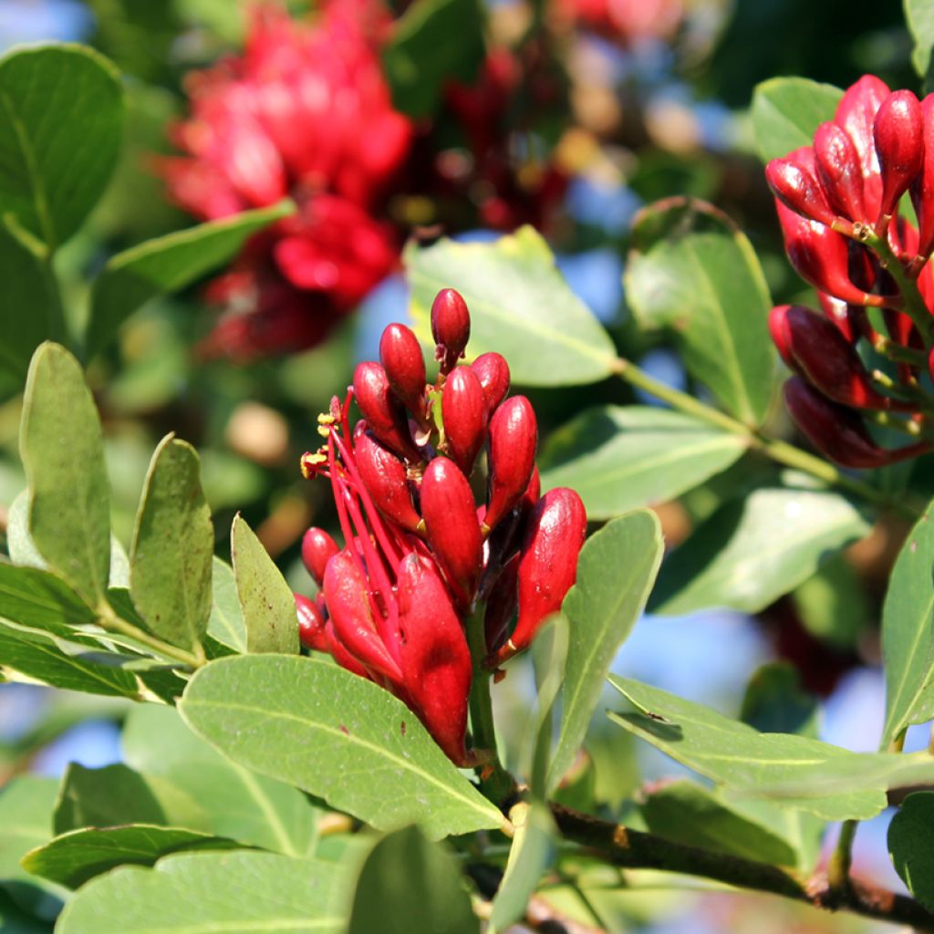 Schotia brachypetala 