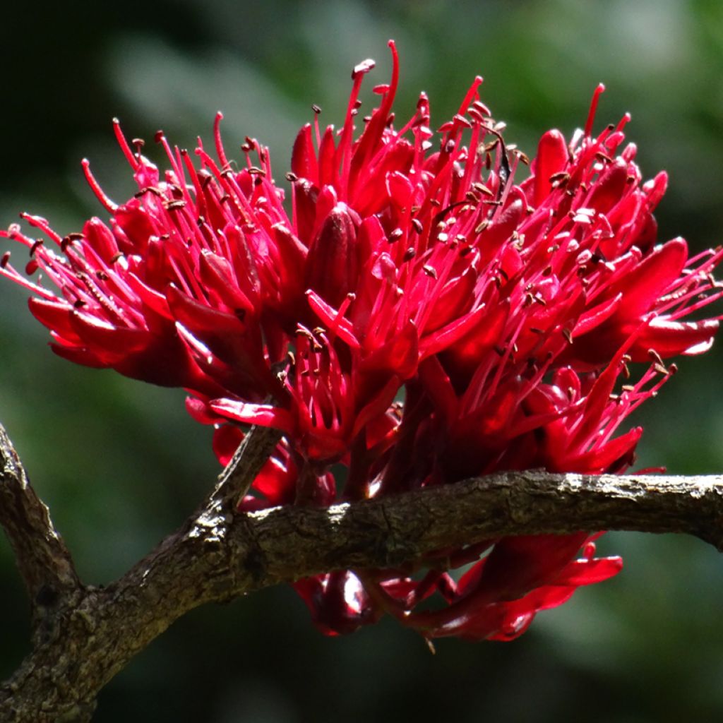 Schotia brachypetala 