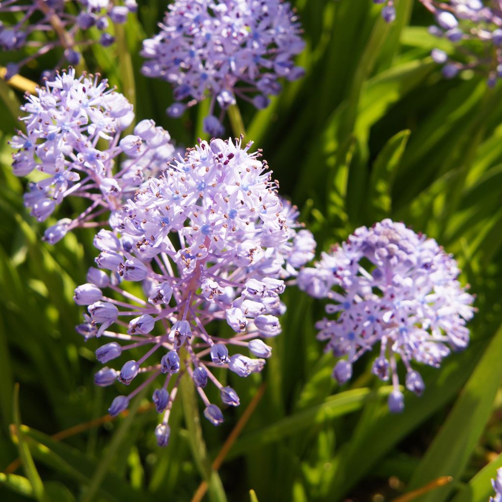 Scilla litardierei - Scilla di Litardiere