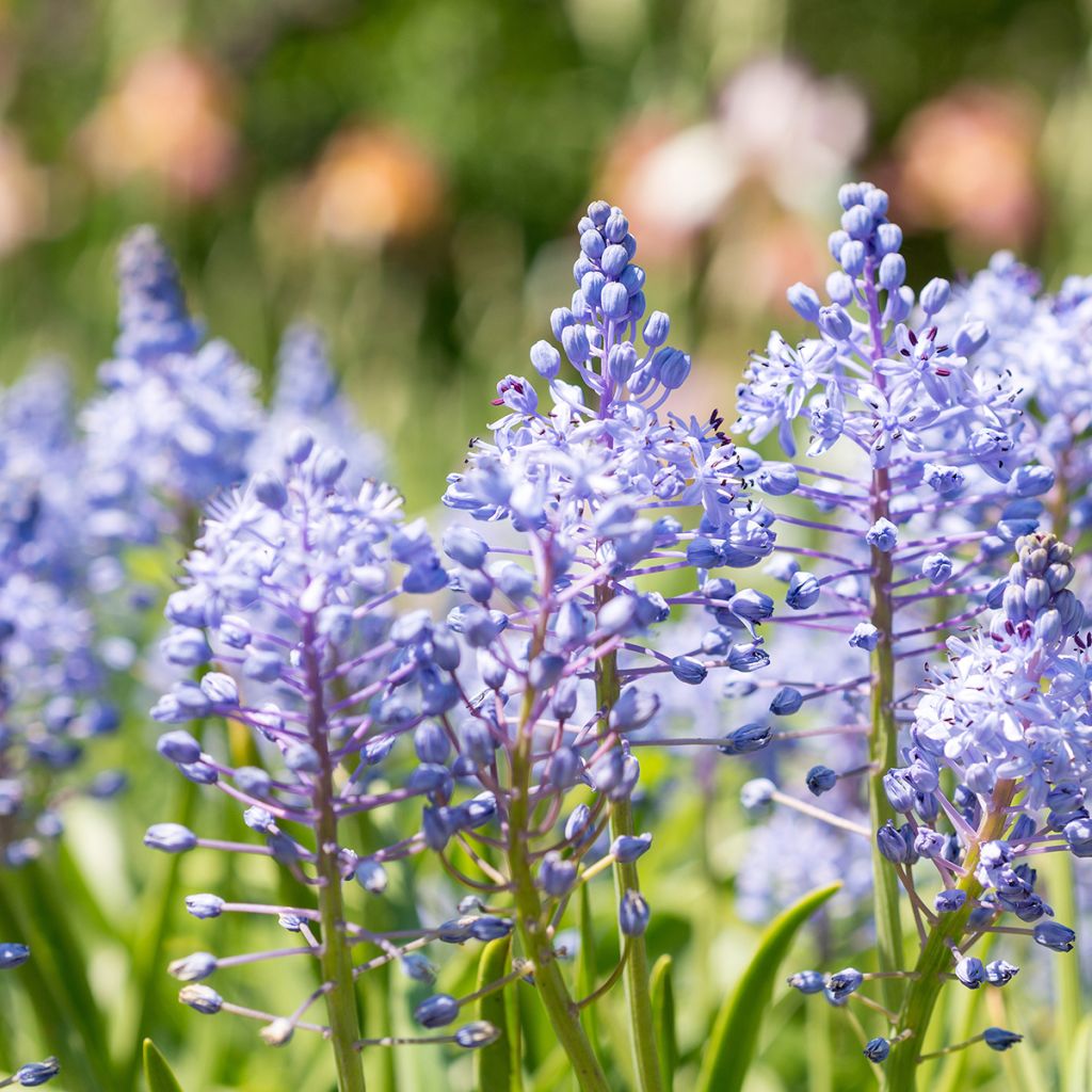 Scilla litardierei - Scilla di Litardiere