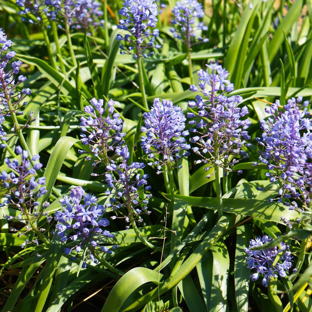 Scilla litardierei - Scilla di Litardiere