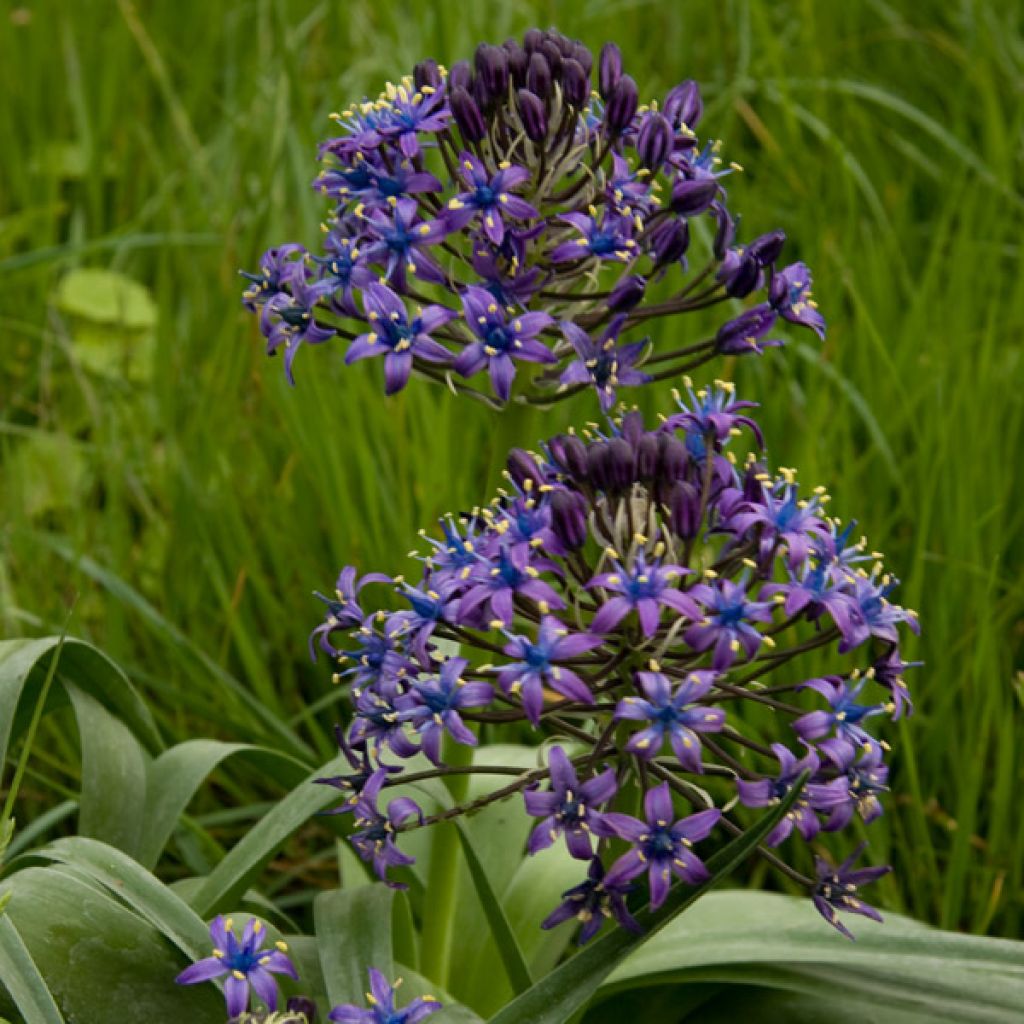 Scilla peruviana - Scilla maggiore