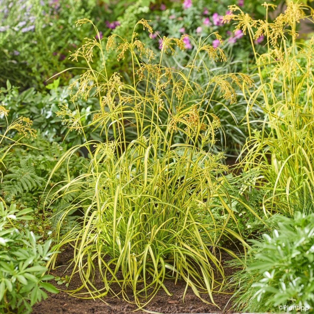 Scirpus pendulus Stars and Strips (semi)