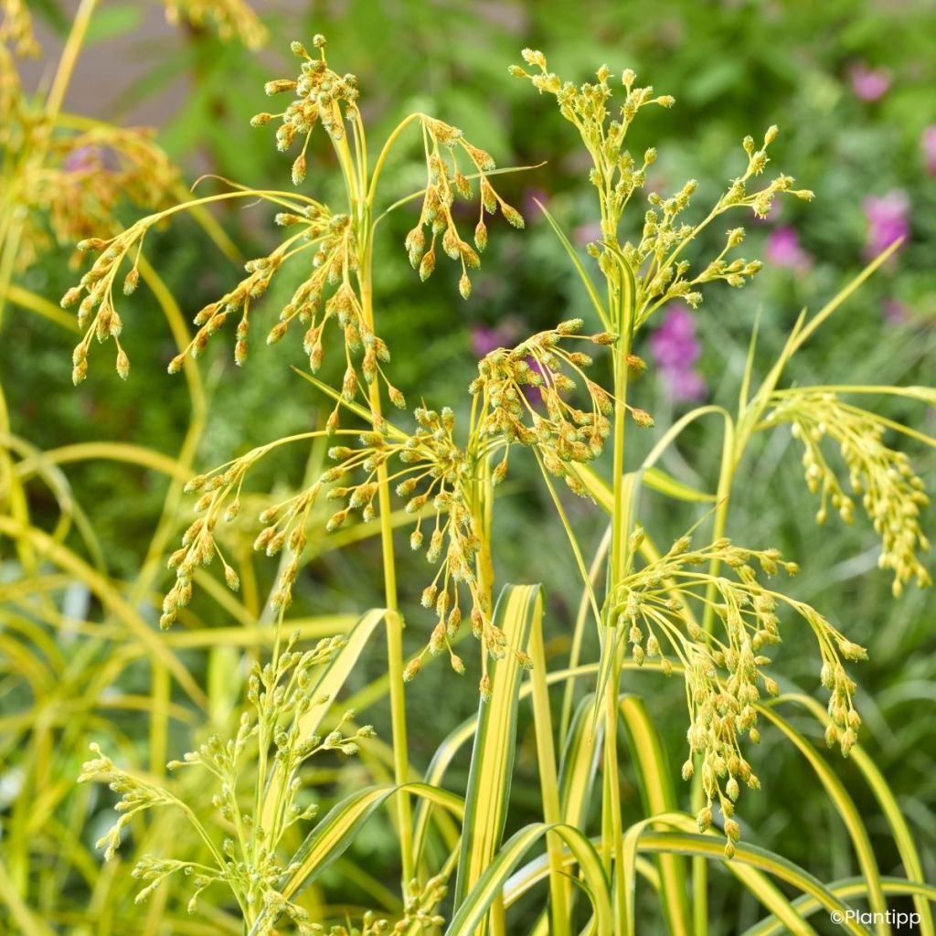 Scirpus pendulus Stars and Strips (semi)