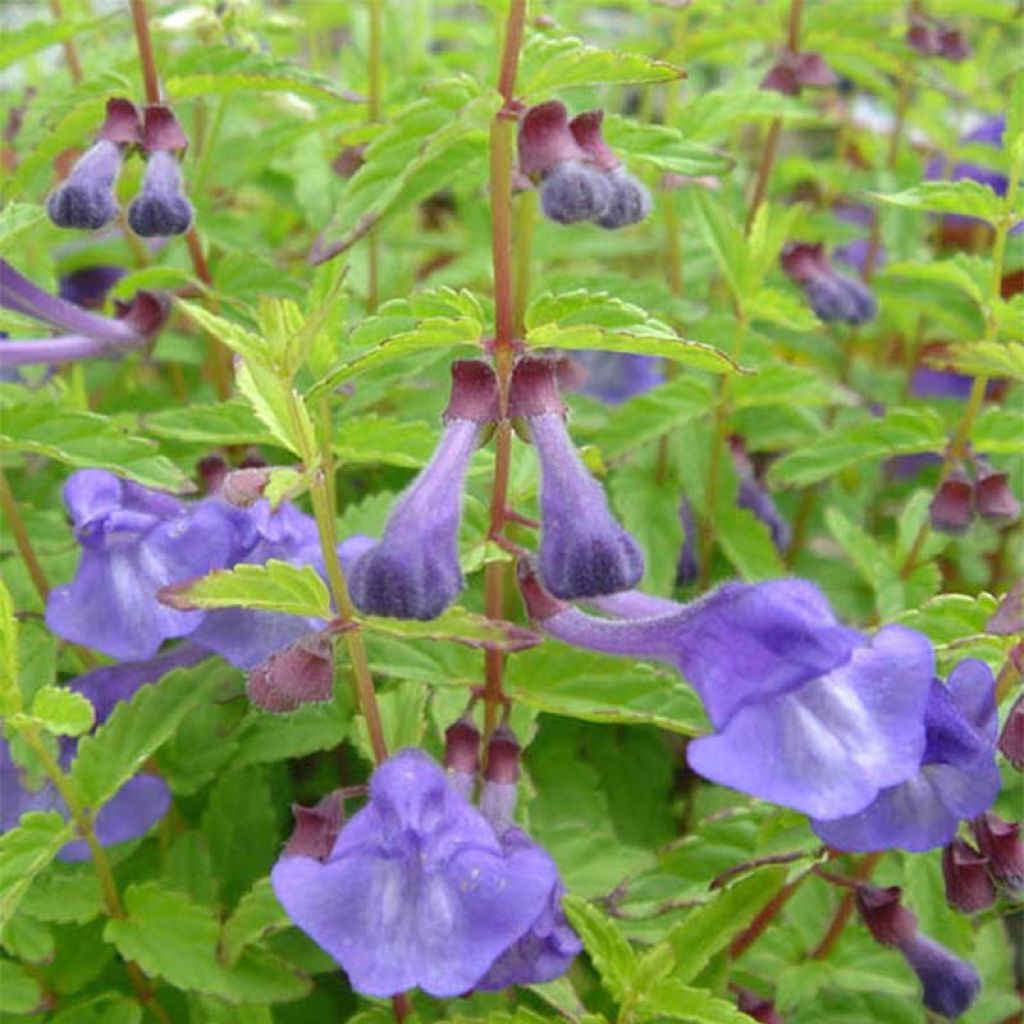Scutellaria scordiifolia