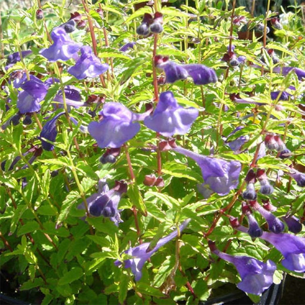 Scutellaria scordiifolia