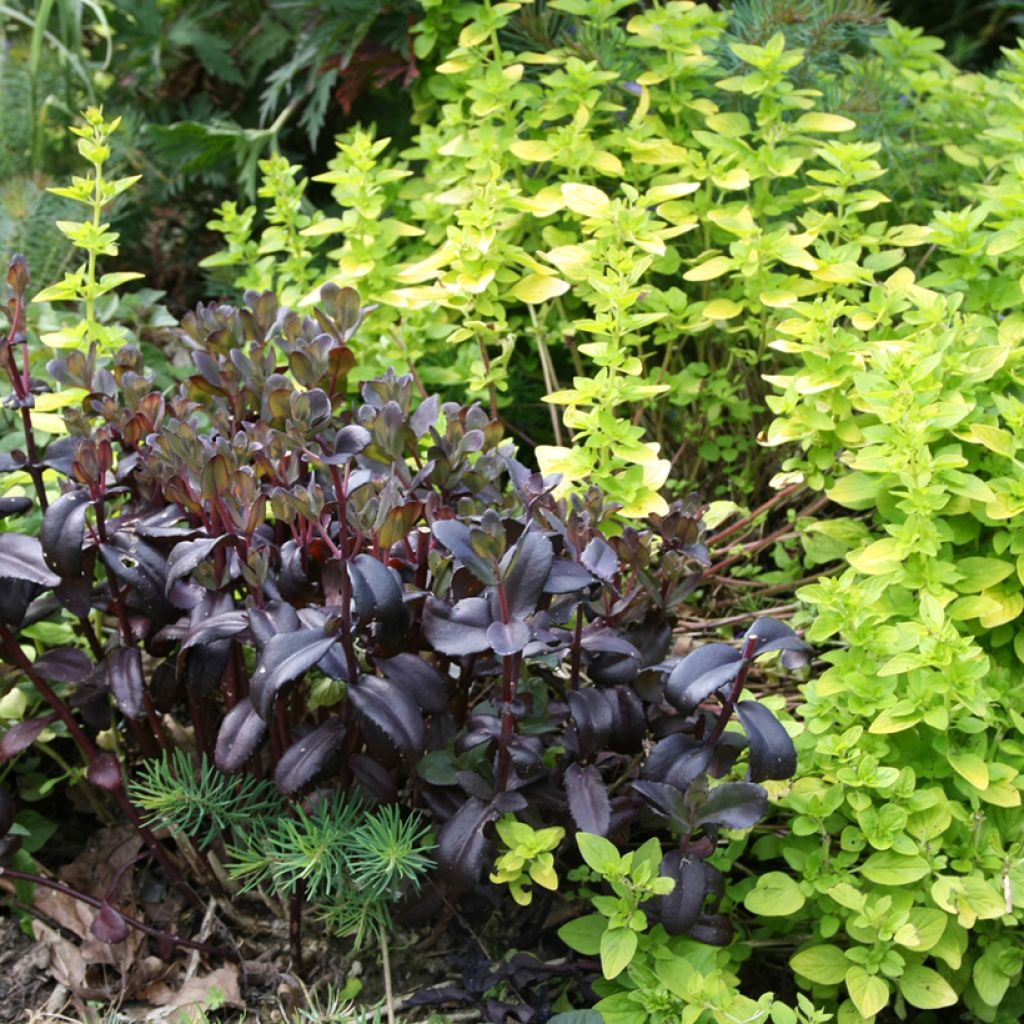 Sedum spectabile Jose Aubergine - Borracina