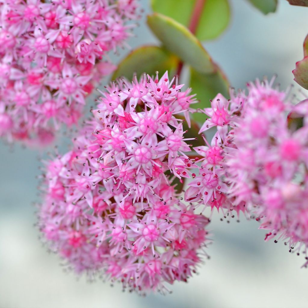 Sedum sieboldii sieboldii