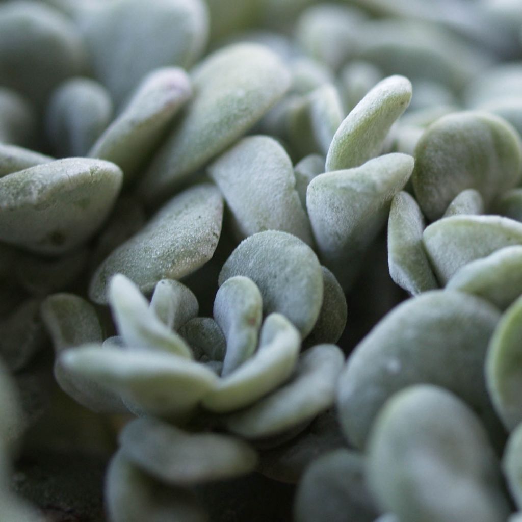 Sedum spathulifolium Cape Blanco