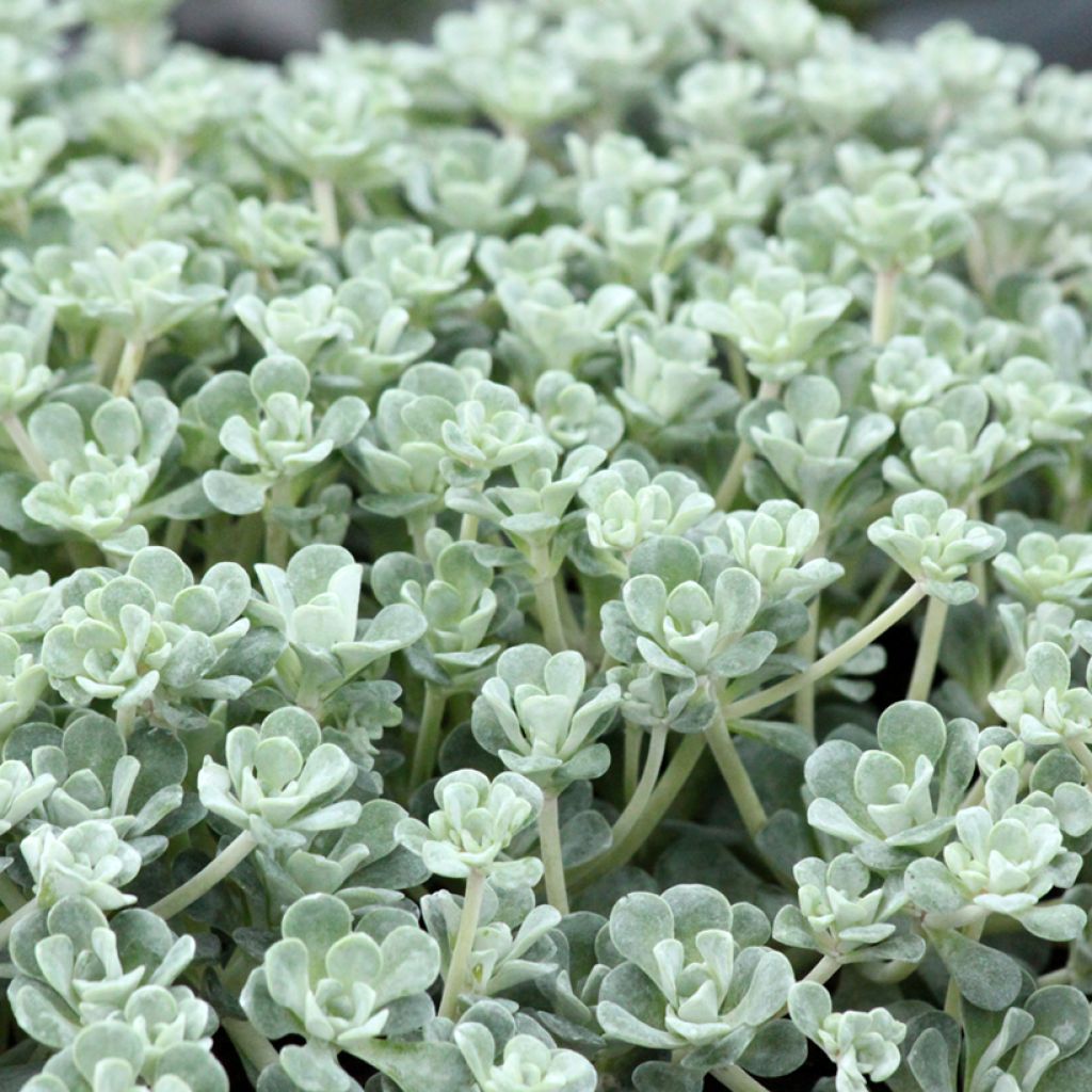 Sedum spathulifolium Cape Blanco