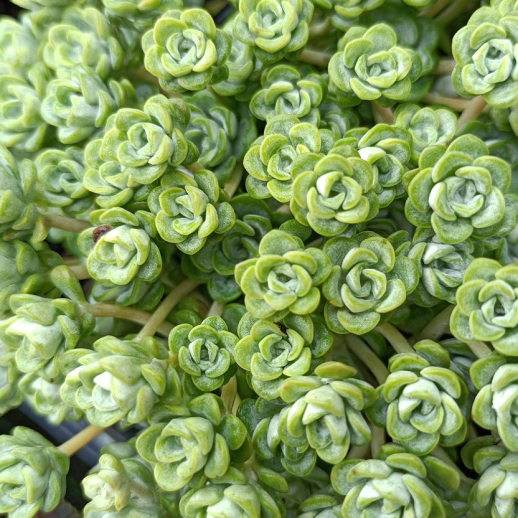 Sedum spathulifolium Cape Blanco