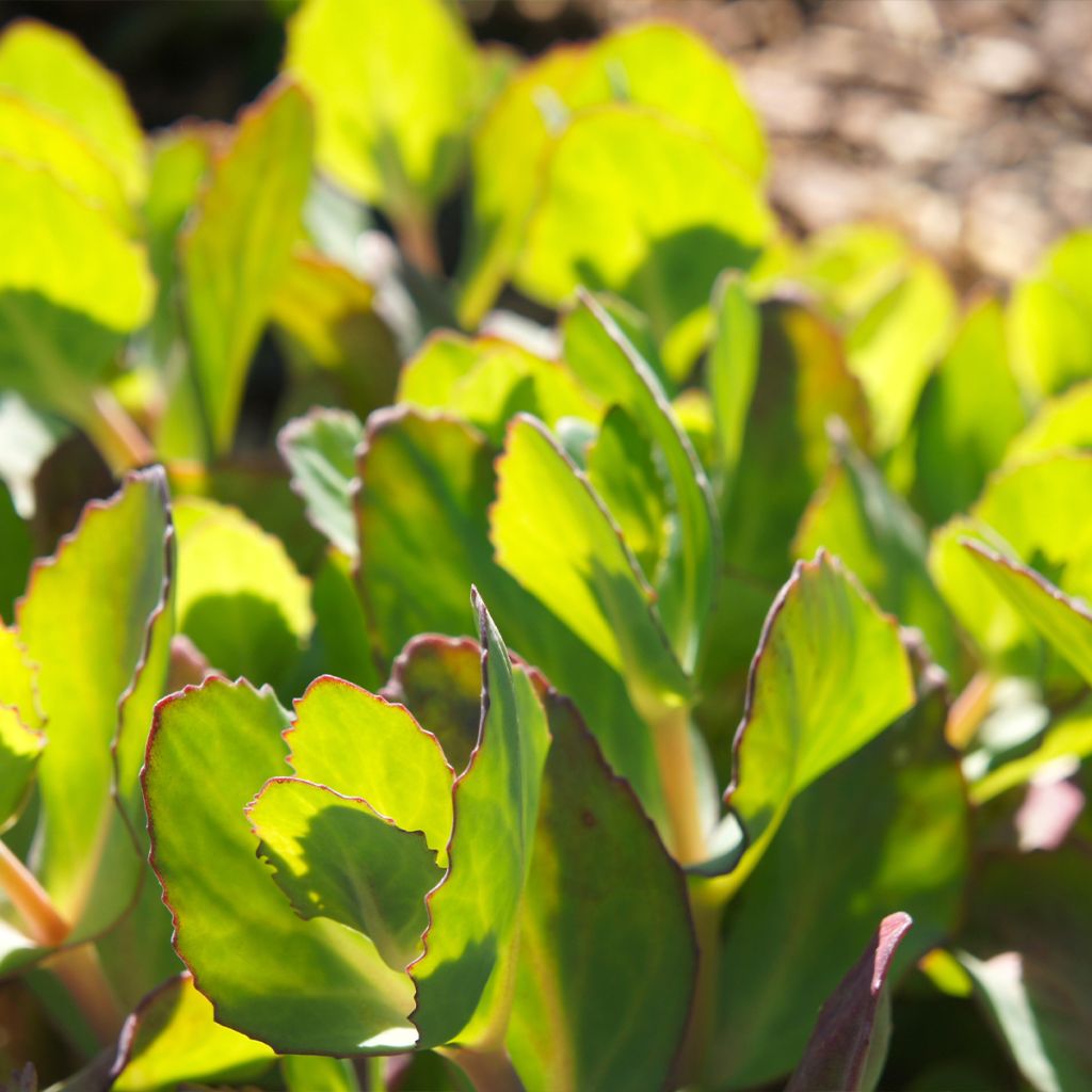 Sedum spectabile Brilliant - Borracina