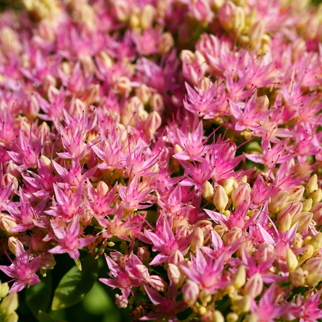 Sedum spectabile Brilliant - Borracina