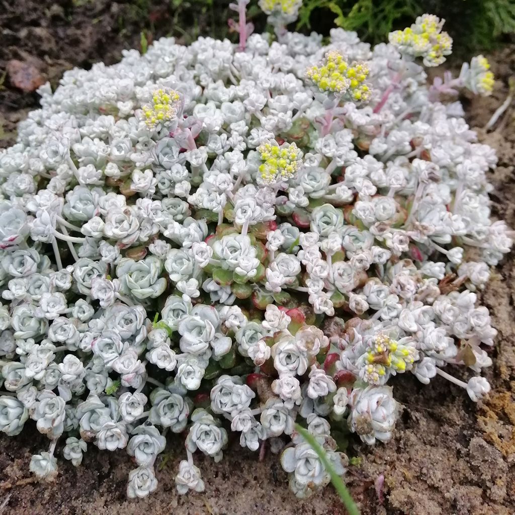 Sedum spathulifolium Cape Blanco