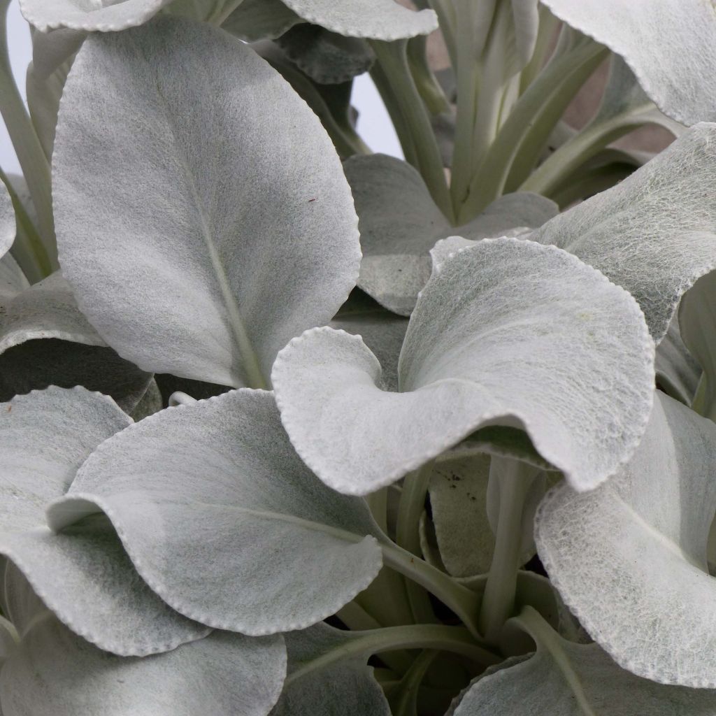 Senecio cineraria var. candicans Angel Wings