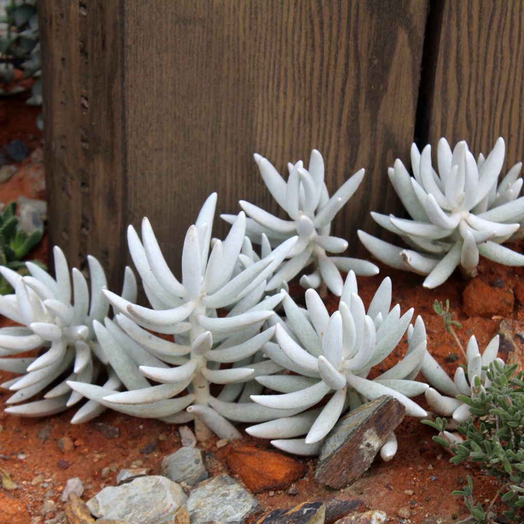 Senecio hawortii