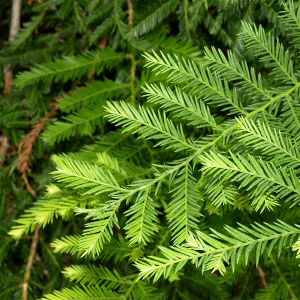 Sequoia sempervirens