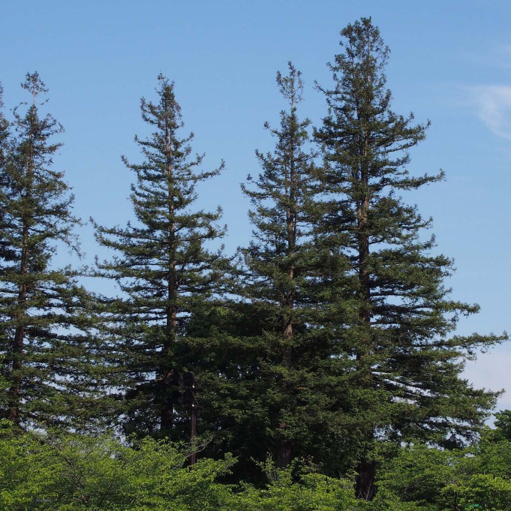 Sequoia sempervirens