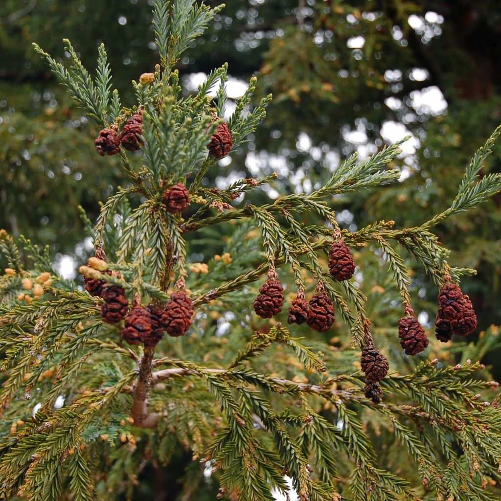 Sequoia sempervirens