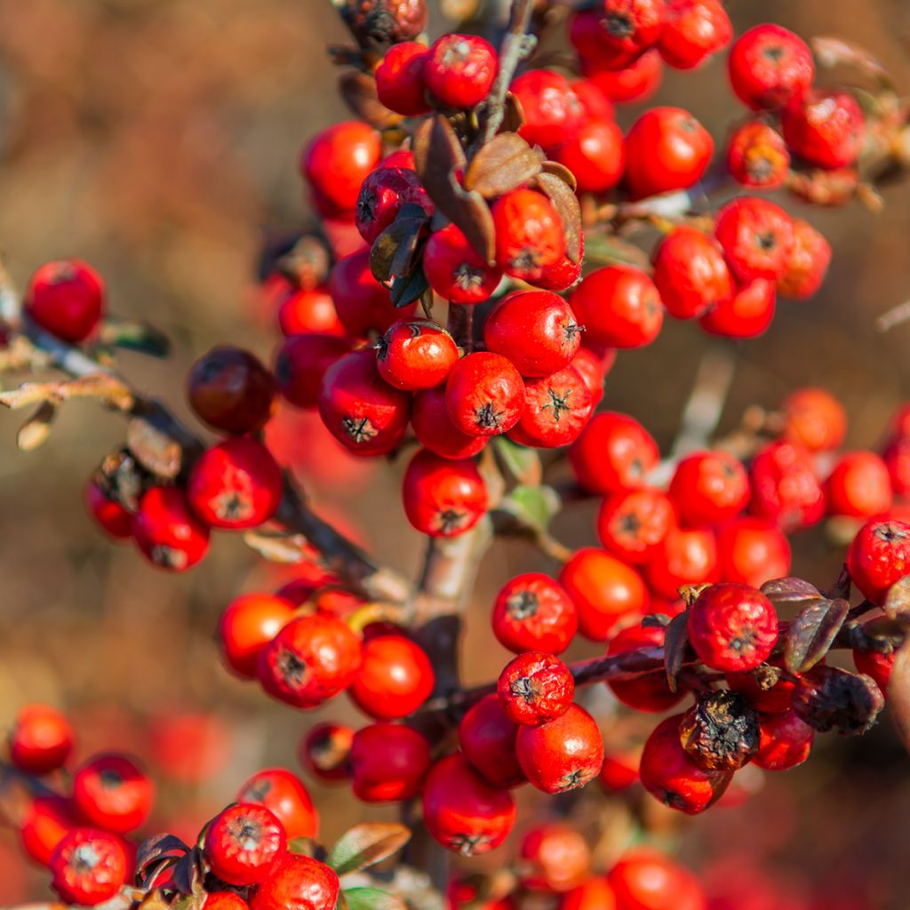 Shepherdia argentea - Buffaloberry