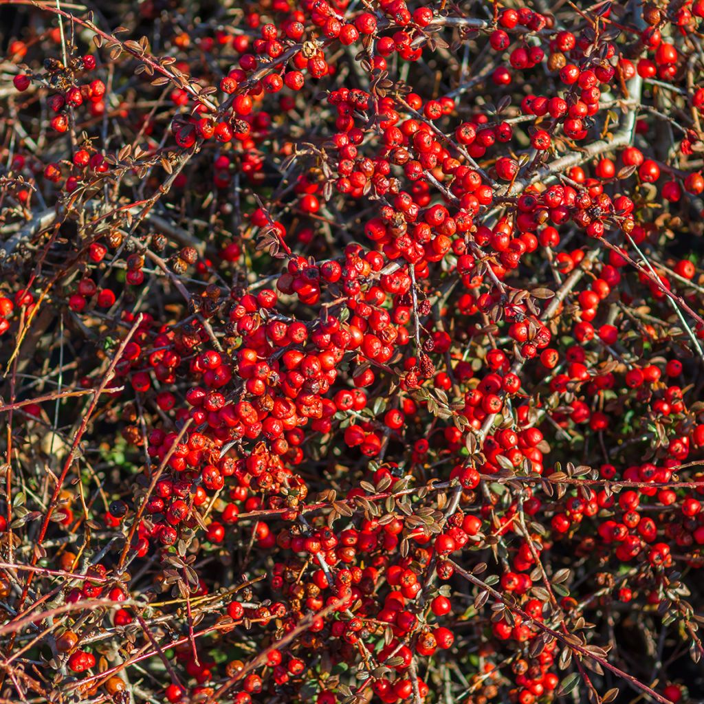 Shepherdia argentea - Buffaloberry