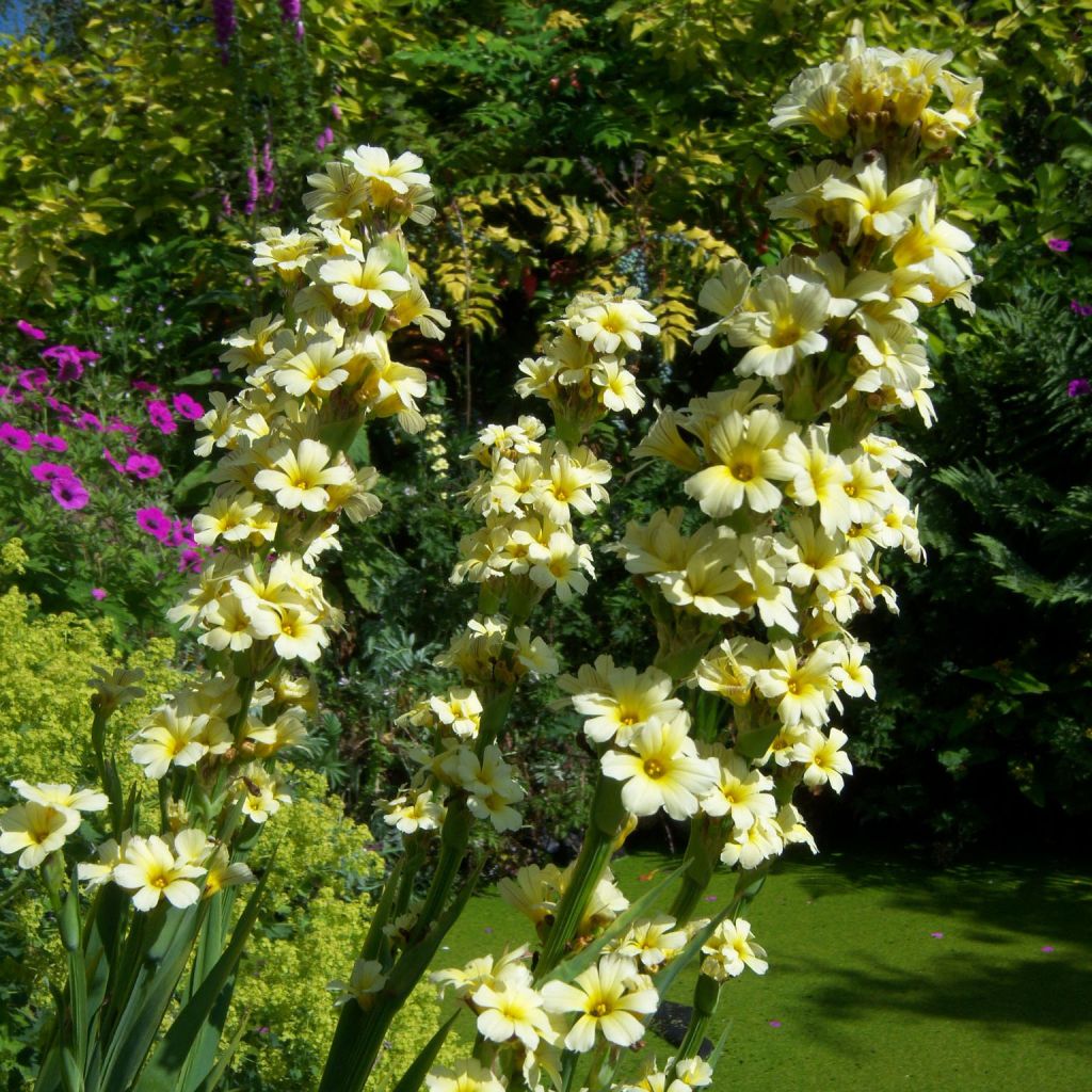 Sisyrinchium striatum Aunt May - Bermudienne panachée
