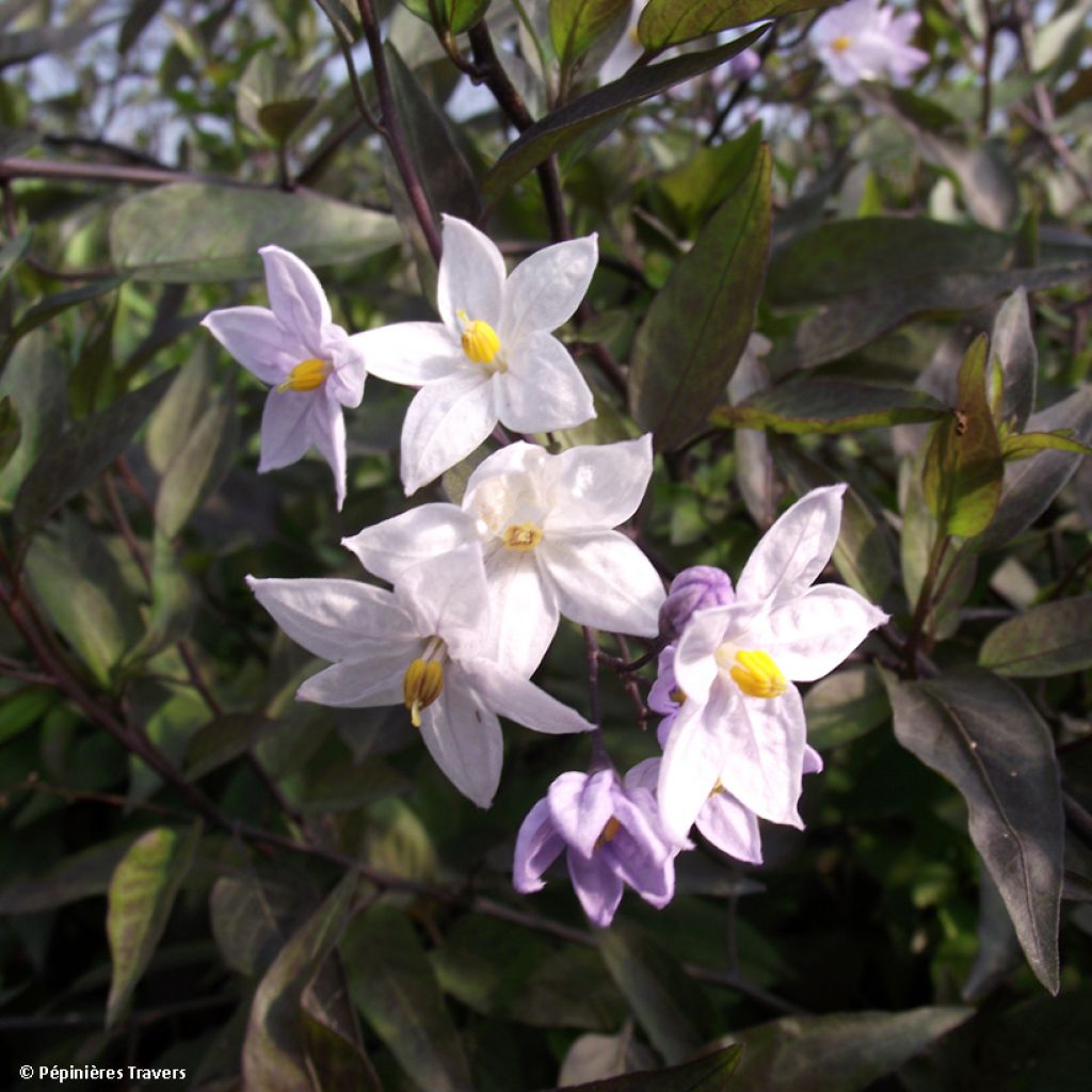 Solanum jasminoides - Gelsomino di notte