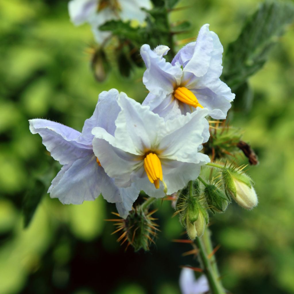Solanum sisymbriifolium Starbenas - Pepino