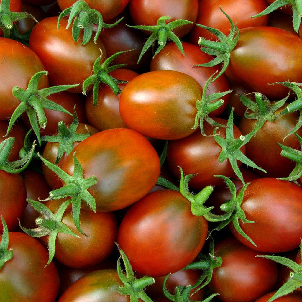 Pomodoro Variegato/Multicolore Prugna nera (piante)