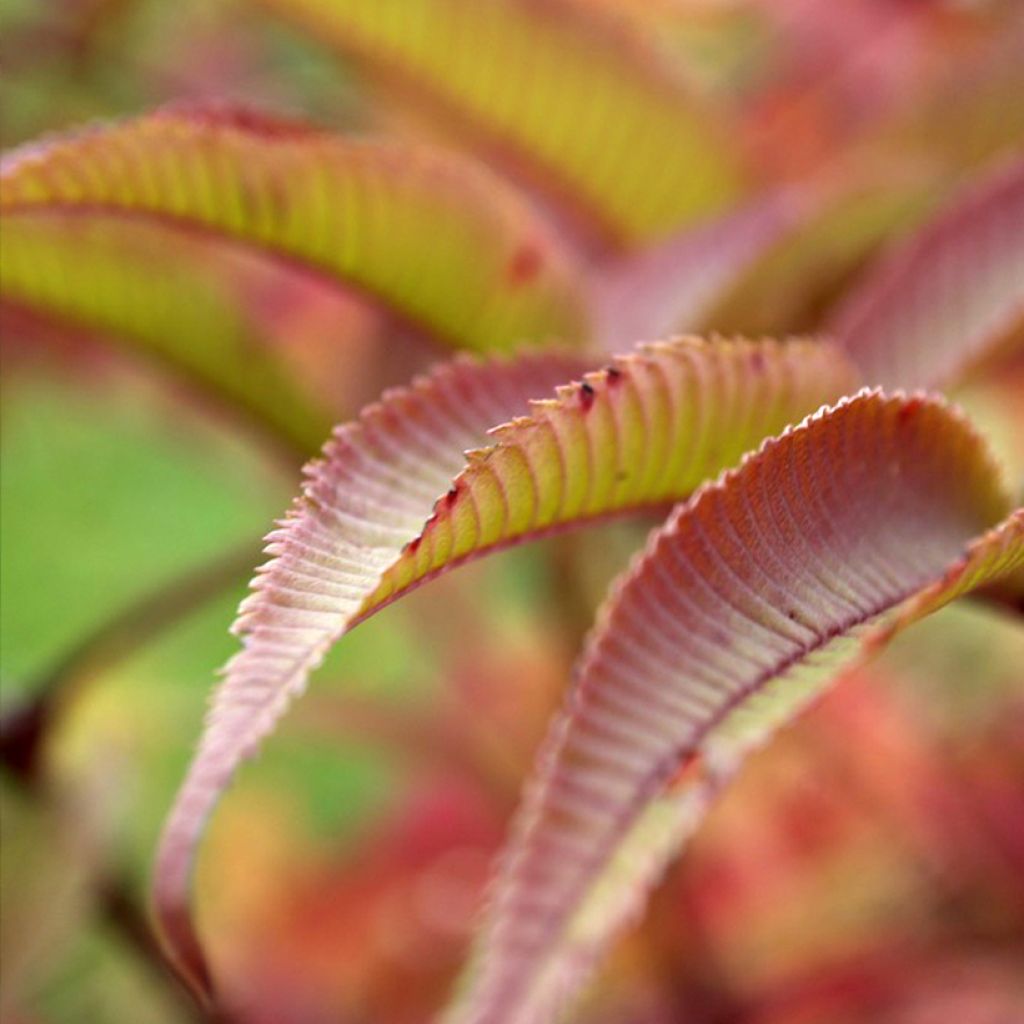 Sorbaria tomentosa Stick & Feathers - Sorbaire tomenteuse