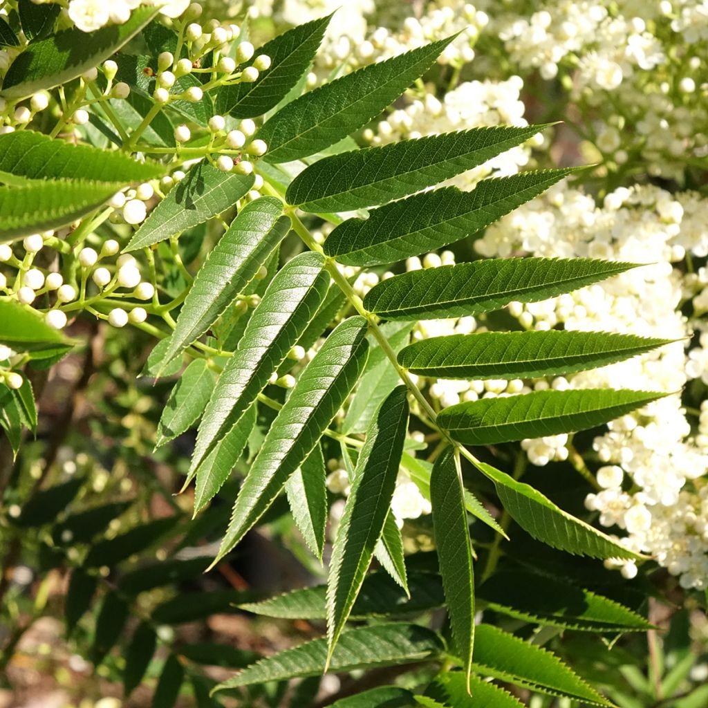 Sorbus wilfordii - Sorbo