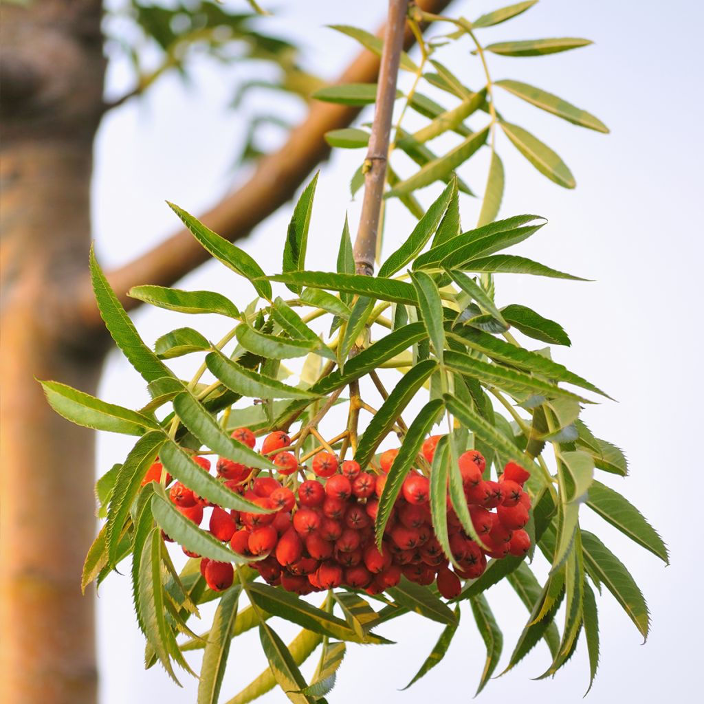 Sorbus wilfordii - Sorbo