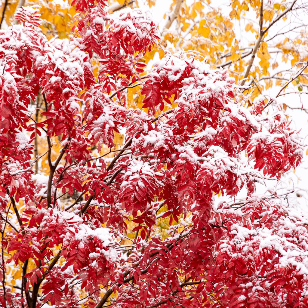 Sorbus wilfordii - Sorbo