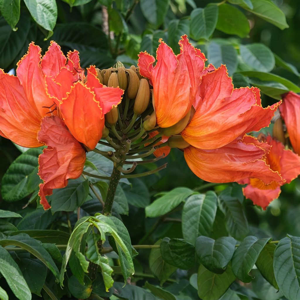Spathodea campanulata
