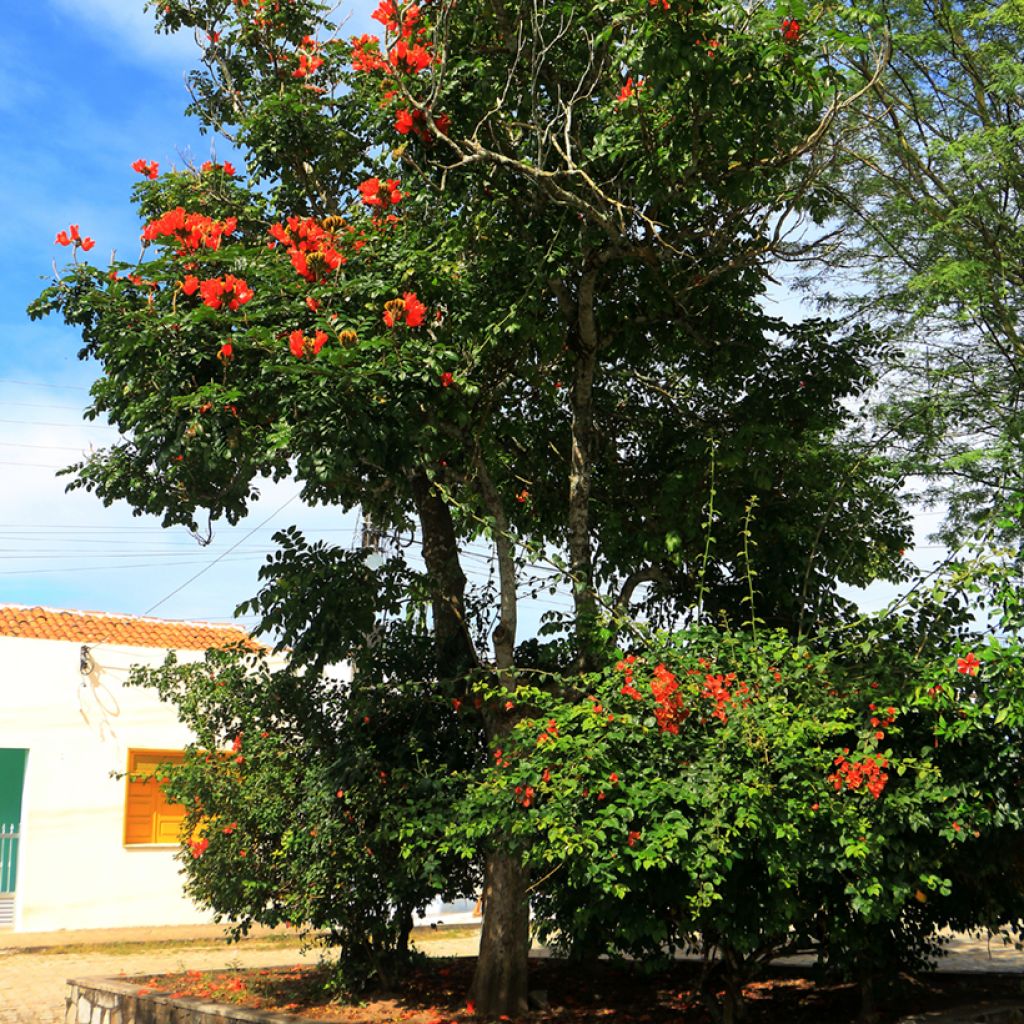 Spathodea campanulata