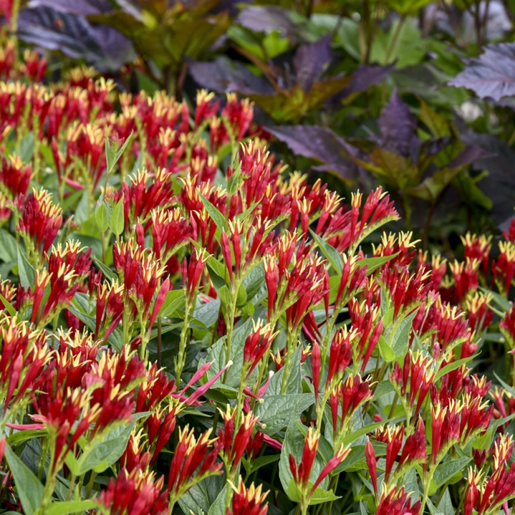 Spigelia marilandica Little Red Head