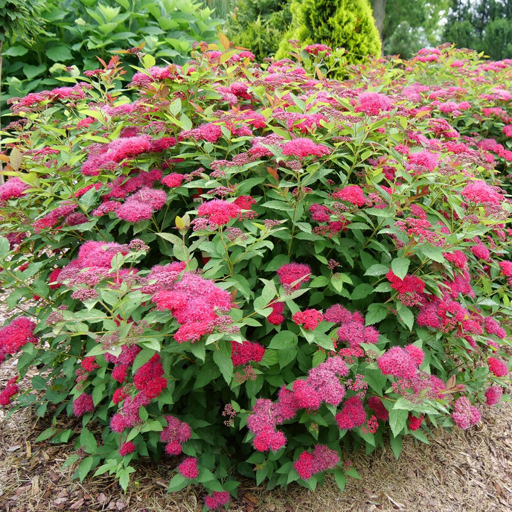 Spiraea japonica Double Play Doozie - Spirea del Giappone