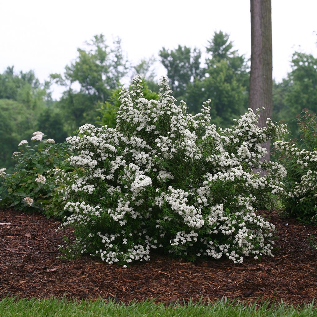Spiraea nipponica Wedding Cake