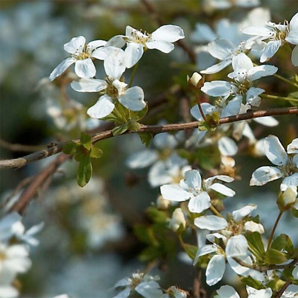 Spiraea thunbergii - Spirée de Thunberg