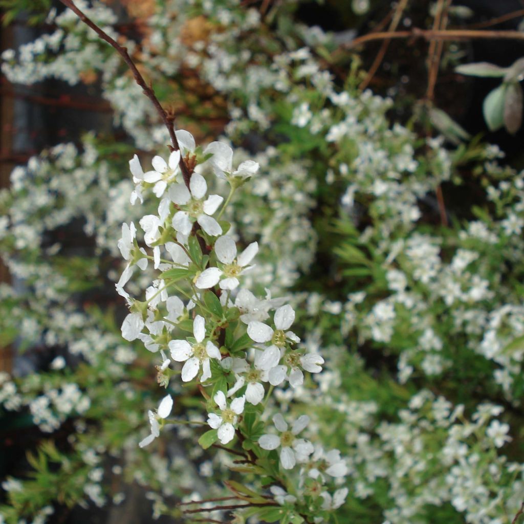 Spiraea thunbergii - Spirée de Thunberg