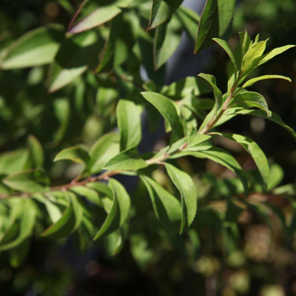 Spirea thunbergii Fujino Pink