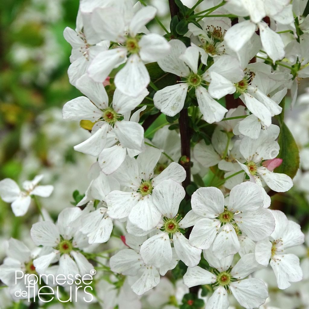 Spirea thunbergii Fujino Pink