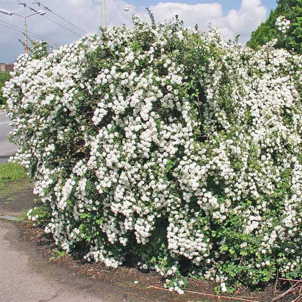 Spirea vanhouttei - Spirea bianca
