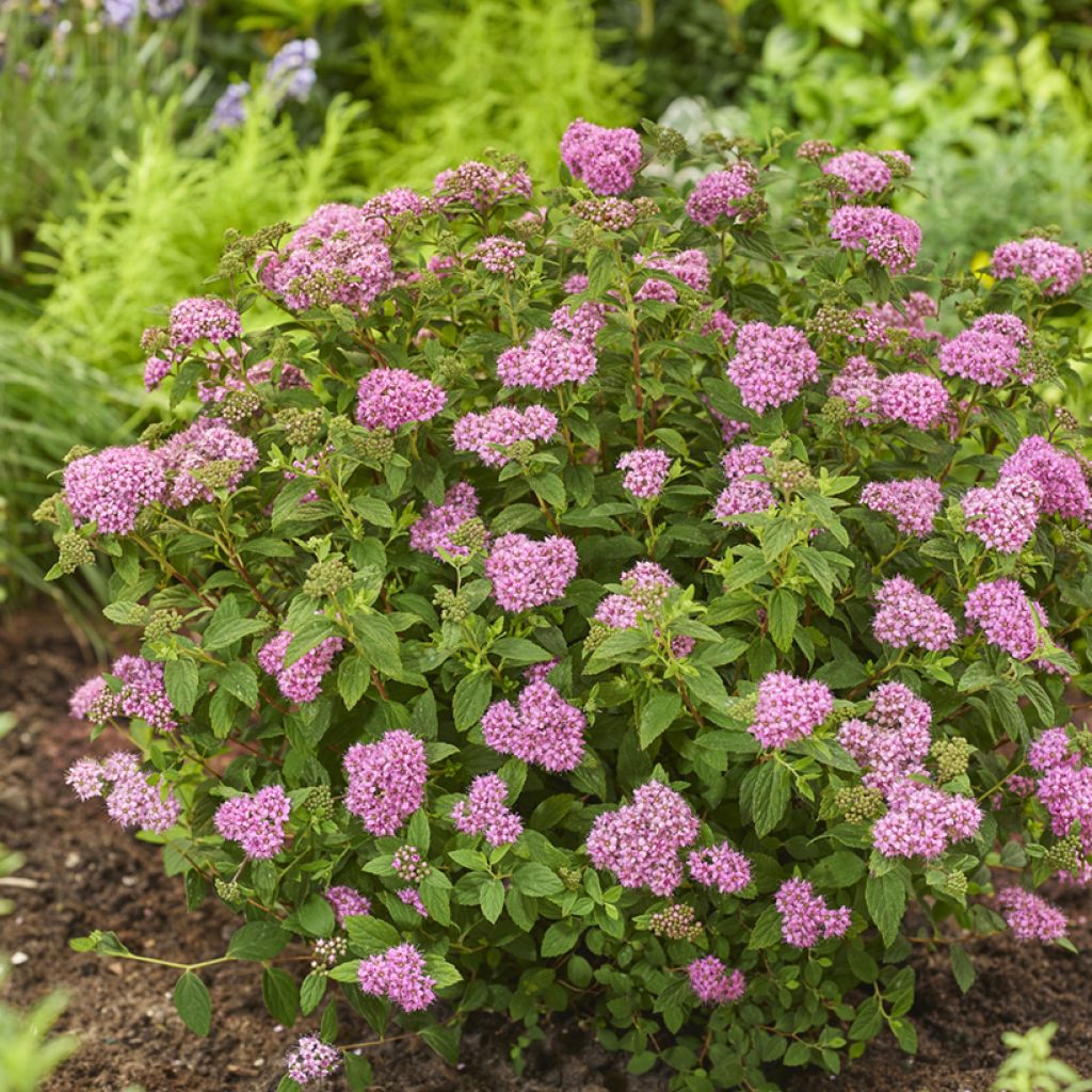Spirea japonica Fenna - Spirea del Giappone