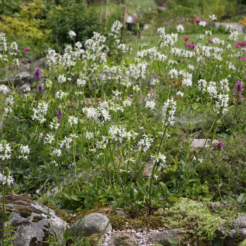 Stachys officinalis Alba - Betonica comune