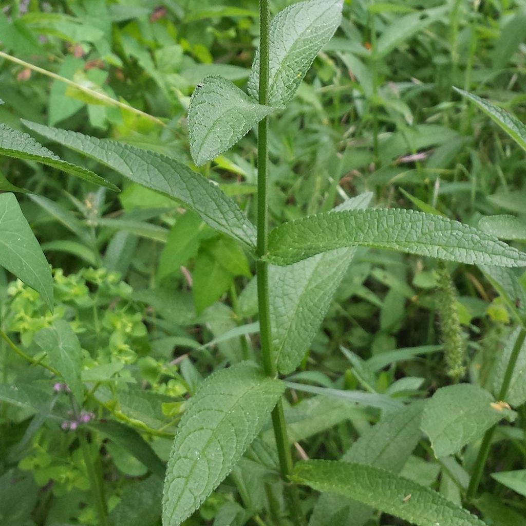 Stachys palustris - Stregona palustre